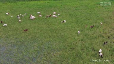 江南农家生态湿地放养山羊